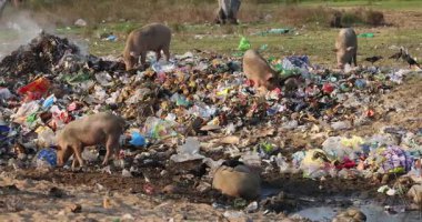 Çöp atık ve çöp boşaltma sahasında yanan plastiklerin arasında otlayan sığırlar. Çöp sahasında plastik atık yığını. Hayvanlar ve kuşlar çöpten besleniyor. Çevresel tehlike. Gezegen. Yüksek kalite 4k görüntü