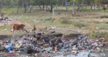 Çöp atık ve çöp boşaltma sahasında yanan plastiklerin arasında otlayan sığırlar. Çöp sahasında plastik atık yığını. Hayvanlar ve kuşlar çöpten besleniyor. Çevresel tehlike. Gezegen. Yüksek kalite 4k görüntü