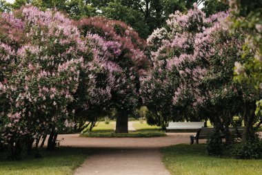 Baharda İskandinav parkındaki güzel leylak çalıları. Yüksek kalite fotoğraf