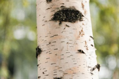Ağaç gövdesi, yeşil arka plana karşı beyaz kabuk dokusu ile kapanıyor. Yüksek kalite fotoğraf