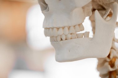 Dişçilik tarafındaki yapay çene kemiği ya da beyaz arka plan düzeltmesindeki çene kemiği bozuk dişler, çeneler, yanlış sıralanmış ısırık izleri. Yüksek kalite fotoğraf