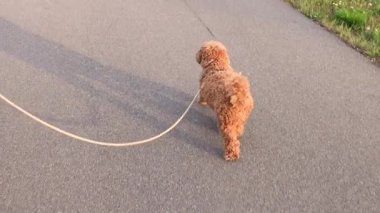 Oyuncak Kaniş Göl kenarında Sunset 'te yürüyor. Yüksek kalite 4k görüntü