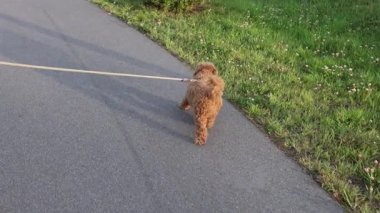 Oyuncak Kaniş Göl kenarında Sunset 'te yürüyor. Yüksek kalite 4k görüntü