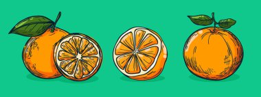 Portakal meyvesi seti, vektör illüstrasyonu tek çizgi çizimi, düz el çizimi çizimi, gölgeli ve açık renkli meyveler, renkli arka planda izole edilmiş..