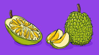 Jackfruit seti, vektör illüstrasyonu tek çizgi çizimi, düz el çizimi çizimi, gölgesi ve ışığı olan renkli meyve, renkli arka planda izole edilmiş..