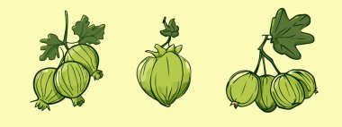 Gooseberry meyvesi seti, vektör illüstrasyonu tek çizgi çizimi, düz el çizimi çizimi, gölgesi ve ışığı olan renkli meyveler, renkli arka planda izole edilmiş..