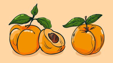 Kayısı meyvesi seti, vektör illüstrasyonu bir çizgi çizimi, düz el çizimi çizimi, gölgesi ve ışığı olan renkli meyveler, renkli arka planda izole edilmiş..