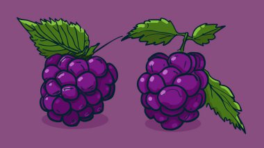 Blackberry meyvesi seti, vektör illüstrasyonu tek çizgi çizimi, düz el çizimi çizimi, gölgesi ve ışığı olan renkli meyveler, renkli arka planda izole edilmiş..