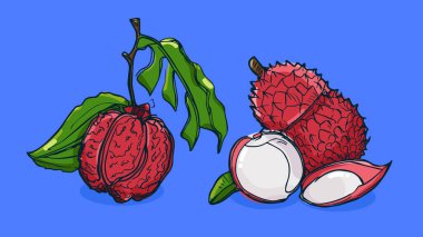 Lychee meyvesi seti, vektör illüstrasyonu tek çizgi çizimi, düz el çizimi çizimi, gölgesi ve ışığı olan renkli meyveler, renkli arka planda izole edilmiş..