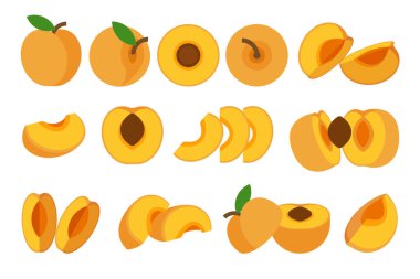 Portakallı kayısı, marketler için taze kayısı ürünü amblemi, slaytlar, uzun ve çapraz bölümler, ve farklı pozisyonlar, sebze ve meyvelerin basit düz vektör çizimi.