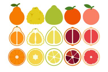 Taze Citrus meyveleri, Tangelo 'nun haç ve boylam kesimi, Kan Portakalı, Pomelo, Ugli meyvesi, Greyfurt, basit düz vektör çizimi.