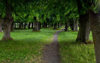 Parktaki kireç ağaçları