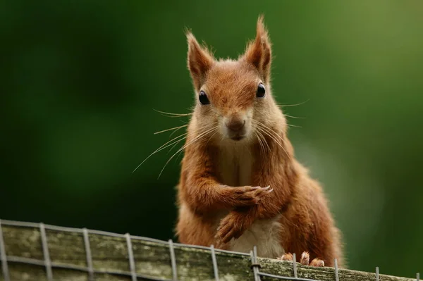 Esquilo Vermelho Sentado Uma Cerca — Fotografia de Stock
