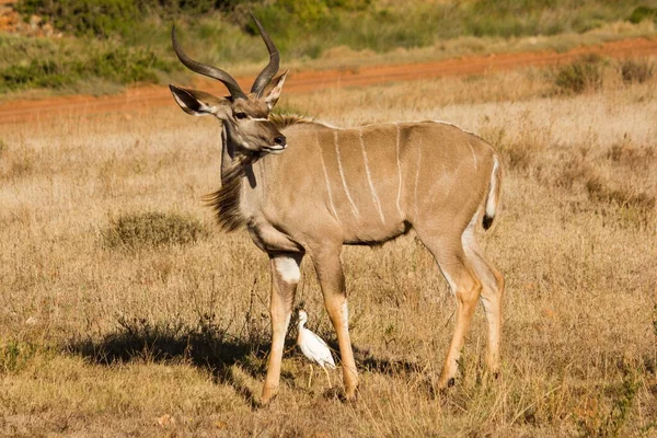 Veados Impala Parque Nacional Savana África Sul — Fotografia de Stock