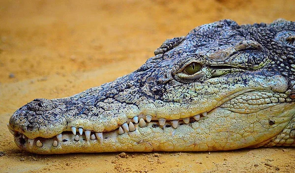 Крупным Планом Лицо Серого Крокодила Пляжном Песке Дневное Время Стоимости — стоковое фото