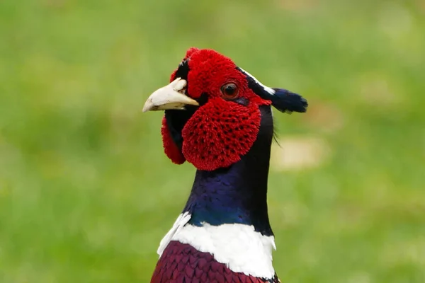 Ring Necked Pheasant Closeup Portrait Isolated Side Shot — Stock Photo, Image