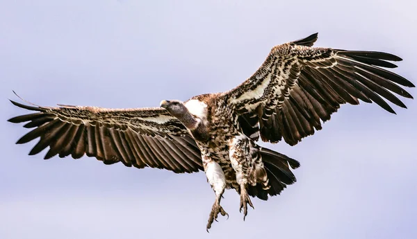 地面に近づく翼を持つハゲタカ — ストック写真