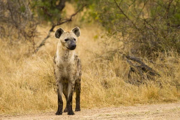Gespot Hyena Crocuta Cocuta Savanne — Stockfoto