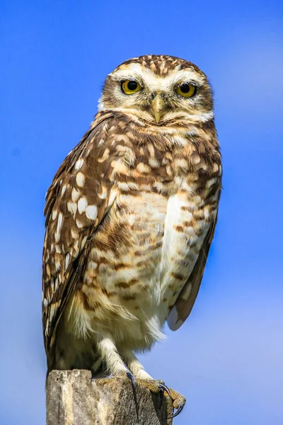 Great Horned Owl Πορτρέτο Μπλε Φόντο Ουρανό Κεμπέκ Καναδάς — Φωτογραφία Αρχείου