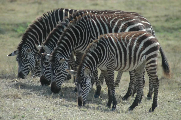 Group Zebras Zoo — Stock Photo, Image