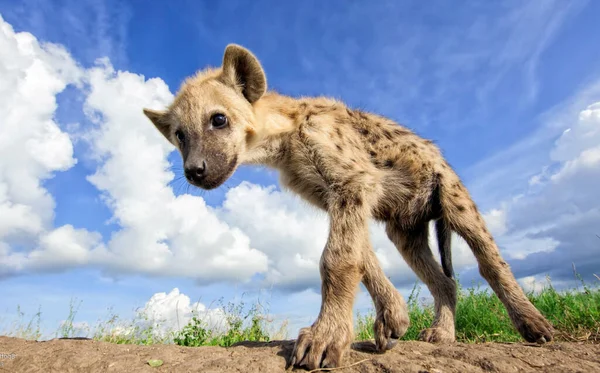 Młody Afrykanin Zbliżenie Górę Cętkowany Hiena Młode — Zdjęcie stockowe