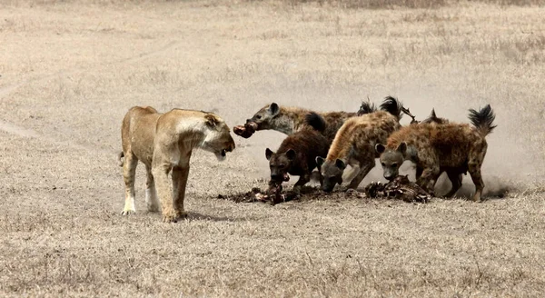 Gespot Hyena Jagen Uit Leeuwen Bij Een Waterput Kgalagadi Zuid — Stockfoto