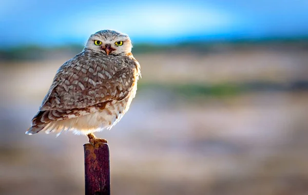 Retrato Belo Pássaro — Fotografia de Stock