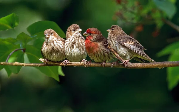 ロブで美しい鳥のクローズアップショット — ストック写真