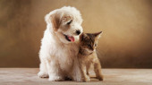 Картина, постер, плакат, фотообои "white puppy and cat stand together on the table", артикул 622274650