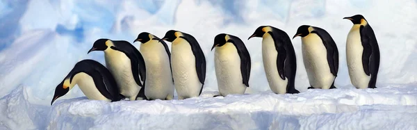 Antartide Gentoo Penguins Pygoscelis Papua Uno Dopo Altro — Foto Stock