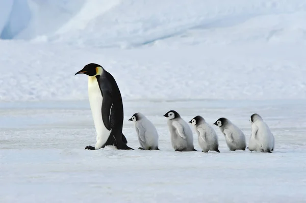 Мати Генуї Пінгвінів Йде Немовлям Моря Фолклендські Острови — стокове фото