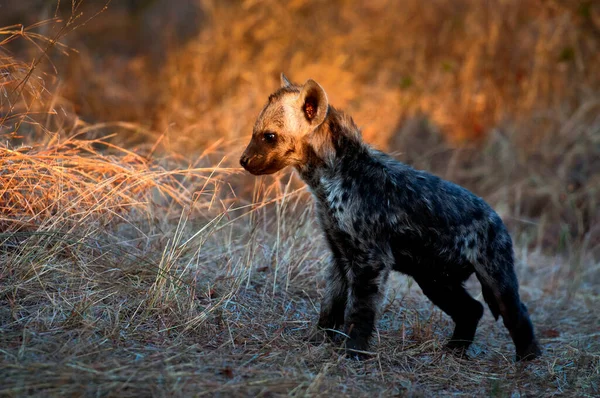 Kleine Gevlekte Hyena Het Afrikaanse Bos — Stockfoto