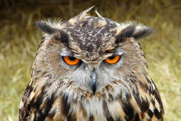 Closeup View Owl Face Zoo — Stock Photo, Image