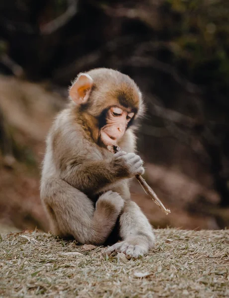 Macaco Selva Com Madeira Natural Fundo Macaco Selva Com Madeira — Fotografia de Stock