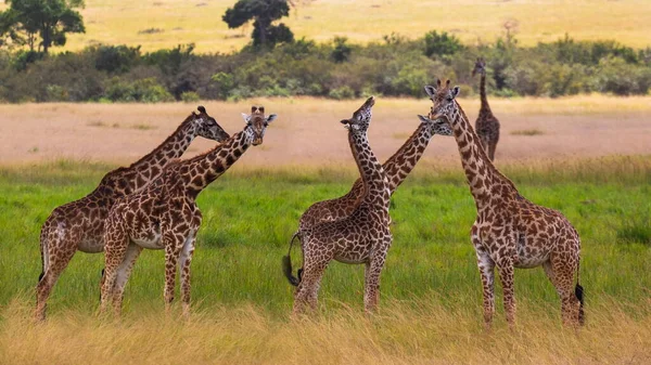 Jirafa Jirafas Parque Nacional Masai Mara Kenya —  Fotos de Stock