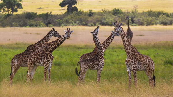 Giraffe, giraffes at the masai mara national park, kenya