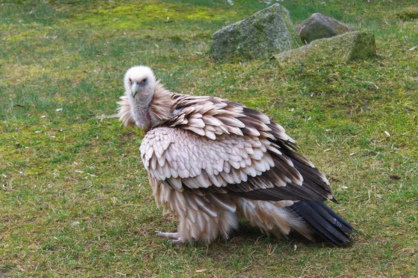 커다란 독수리나 누비아 독수리 Torgos Tracheliotos — 스톡 사진