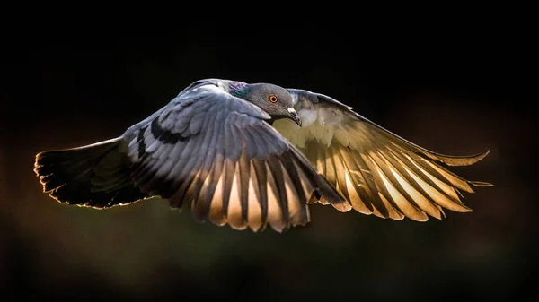 Kuş Gökyüzünde Uçuyor — Stok fotoğraf