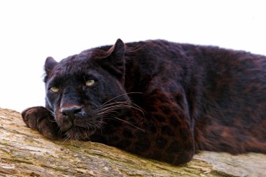 The leopard (Panthera pardus) portrait. Melanistic leopard are also called black panther clipart