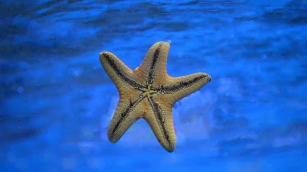 stock image starfish of the sea, the sun, a small seashell on the background of the blue water