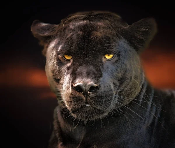 Портрет Леопарда Panthera Parus Меланістичні Леопарди Також Називаються Чорними Пантерами — стокове фото