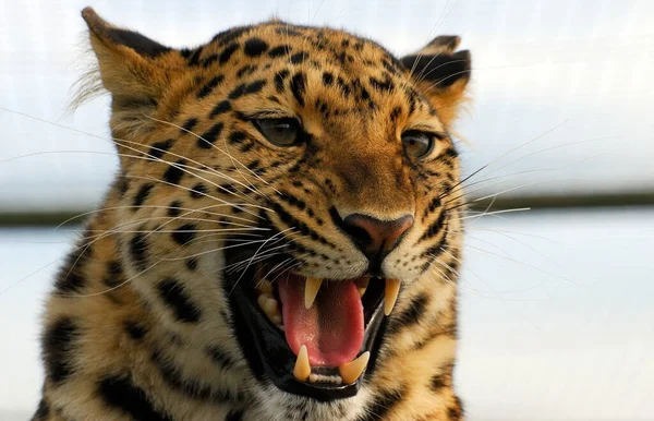 Далекосхідний Леопард Природою — стокове фото