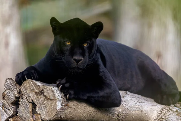 Portret Lamparta Panthera Pardus Melanistyczny Lampart Nazywany Jest Również Czarną — Zdjęcie stockowe