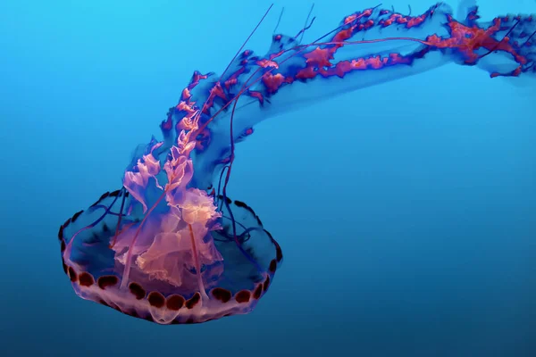 Jellyfish Dansing Dark Blue Ocean Water — Stock Photo, Image