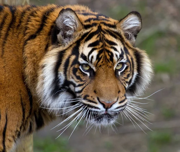 Amur Tiger Nebezpečné Zvíře Tajga Rusko Zvíře Zeleném Potoce Šedý — Stock fotografie