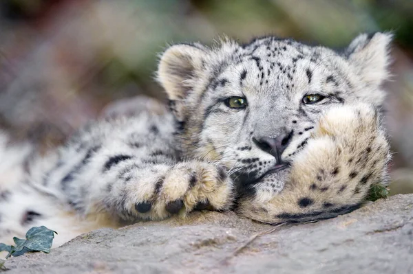 Leopardo Blanco Nieve Yace Con Penetrantes Ojos Amarillos — Foto de Stock