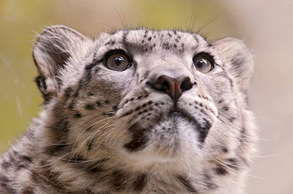 Bílý Sněžný Leopard Leží Pronikavýma Žlutýma Očima — Stock fotografie