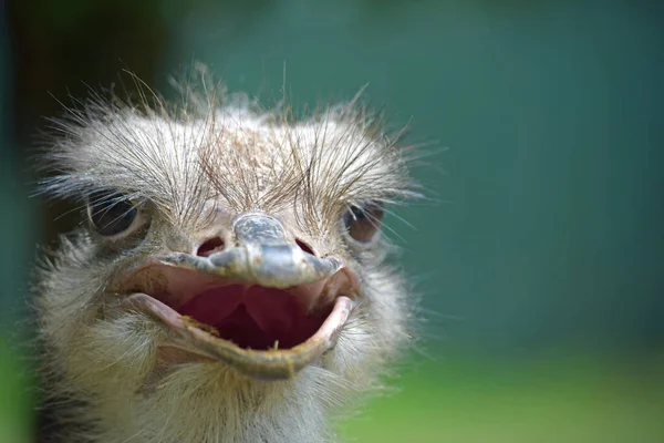 North African Ostrich Red Necked Ostrich Struthio Camelus Camelus Also — Stock Photo, Image