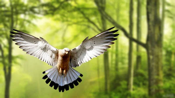Imagem Seletiva Amur Falcon Voando Isolado Fundo Branco — Fotografia de Stock
