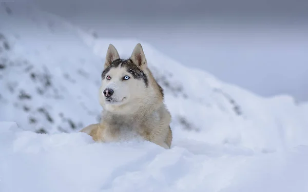 Cão Husky Deitado Neve Casco Siberiano Preto Branco Com Olhos — Fotografia de Stock